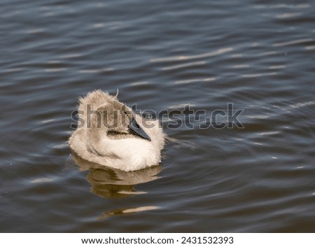 grey chicks of the white sibilant swan with grey down, young small swans with adult swans parents Royalty-Free Stock Photo #2431532393