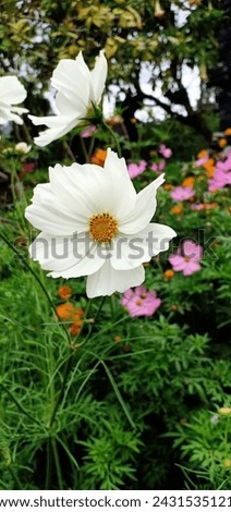 a beauiful white flower with pink flowers in the backgroynd Royalty-Free Stock Photo #2431535121