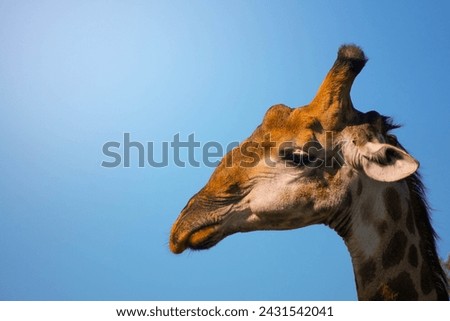A detailed view of a giraffes head as it stands out against a vibrant blue sky, showcasing its unique features and majestic presence.