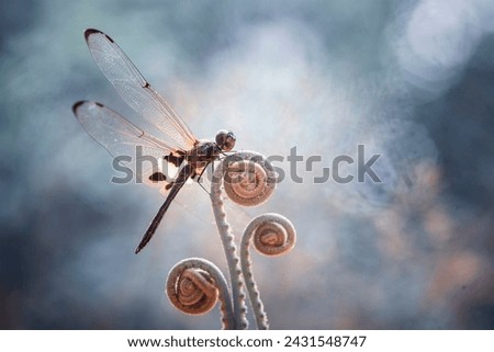 Dragonflies are insects that have many types, shapes and colors, usually living in watery places, riverbanks, lakes or swamps. This is one type of dragonfly on the island of Kalimantan Royalty-Free Stock Photo #2431548747