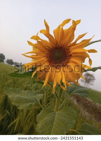 Sunflower Symphony: A Vibrant Collection of Nature's Golden Elegance by Shutterstock Contributor 