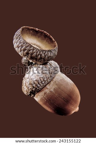 acorn of oak isolated on a dark background