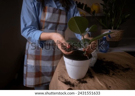 A woman repotting houseplants in pots, indulging in gardening and nurturing indoor greenery. This image captures the beauty of home gardening and plant care. Ideal for botanical and lifestyle  Royalty-Free Stock Photo #2431551633