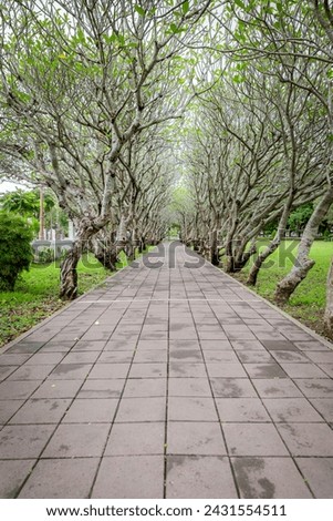 The walkway under the White Frangipani tree arch in front of the Nan National Museum at Nan, Thailand.