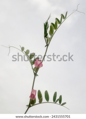 Pink beautiful flowers of Vicia sativa isolated on a white background,Common vetch plant isolated on white background or Vicia sativa, known as the common
vetch, garden vetch, tare or simply
vetch. Royalty-Free Stock Photo #2431555701