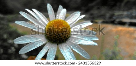 Flower 
white yellow color
Beautiful picture beautiful flower
Background blur
