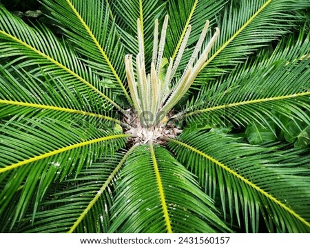 Closeup top view photo of sago palm tree, also known as king sago, sago cycad, or Japanese sago palm. Selective focus. 