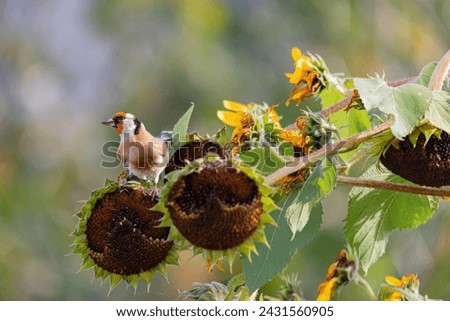 The goldfinch or goldfinch is a passerine bird in the finch family. The goldfinch's native range covers much of Europe, parts of North Africa and western Asia. Beyond that, the putter has been introdu Royalty-Free Stock Photo #2431560905