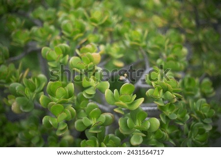 Crassula ovata, commonly known as jade plant, lucky plant, money plant or money tree. Macro closeup, abstract floral background.