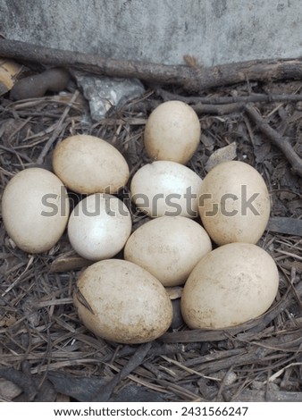 wild chicken eggs in the office yard