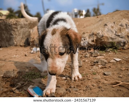 Animal outdoor : A little dog sitting on the Street. Street Dog Portrait. Stray puppy.
