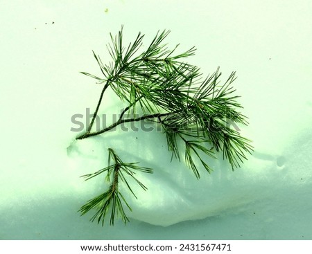 Pine tree branch with needles on the snow in the snowy forest growing in countryside. Winter close up photo in the daytime. Cold frosty weather. 