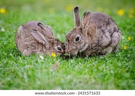picture of beautiful brown rabbits