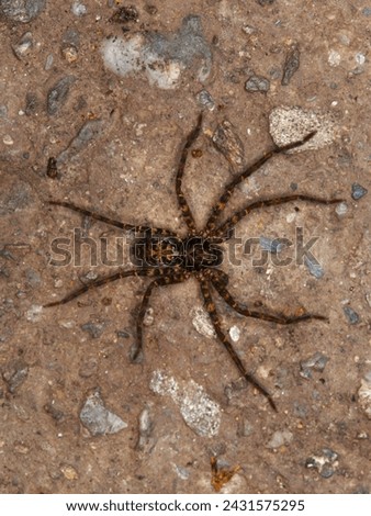 Sinopoda licenti, a giant grab spider. Royalty-Free Stock Photo #2431575295