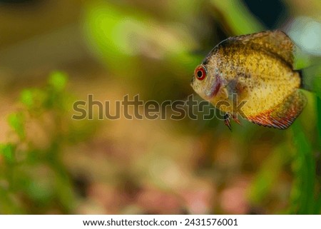 Young discus in aquarium, freshwater aquarium