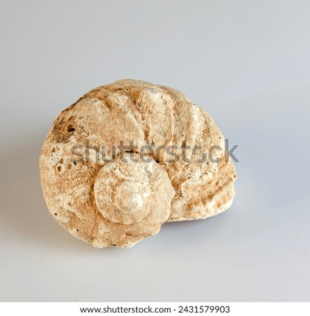 Empty shell from rapana venosa on white background. Royalty-Free Stock Photo #2431579903
