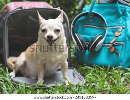 Portrait of brown  Chihuahua dog   sitting in front of pink fabric traveler pet carrier bag on green grass in the garden with backpack and headphones.smiling  happily.