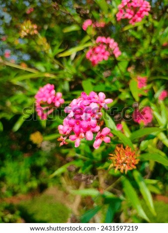 Close-up of stunning Daphne cneorum(Garland flower,Rose Daphne) pink flowers dense cluster ultrahd hi-res stock image photo picture selective focus vertical background side ankle view selective focus 