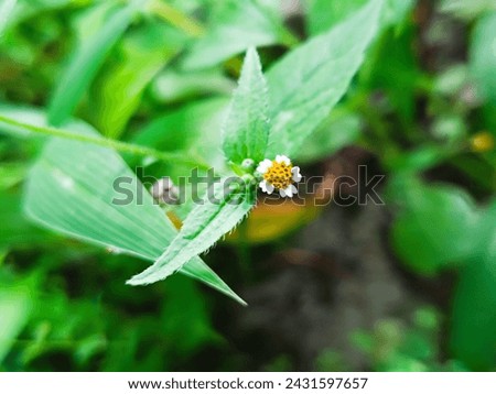 green leaves that have cute little flowers