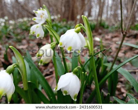 Macro photography of white forest snowdrops with white flowers in natural growth environment. The first spring forest flowers in natural conditions. Royalty-Free Stock Photo #2431600531
