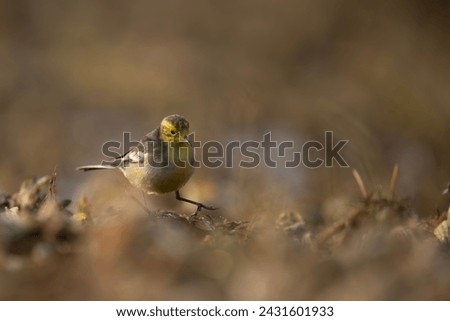 beautiful Citrine Wagtail Feeding in wetland Area in morning  Royalty-Free Stock Photo #2431601933