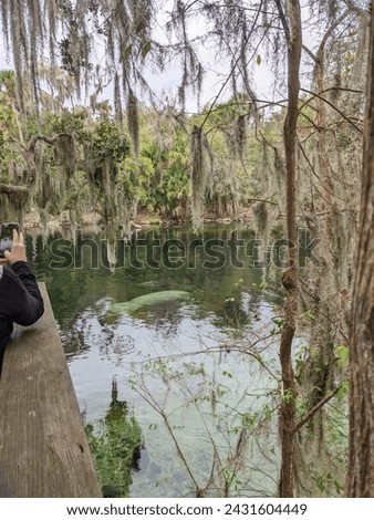 A person taking a picture of a crocodile in a pond