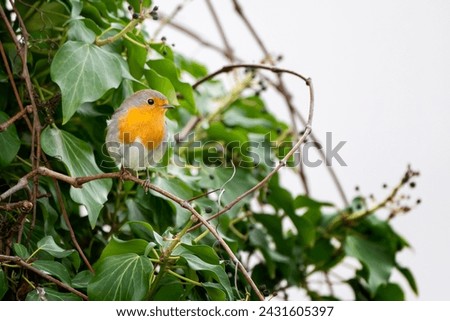 European robin (Erithacus rubecula) or robin redbreast. Small insectivorous passerine bird perched on a ivy branch. Udine, Friuli Venezia Giulia, Italy. Royalty-Free Stock Photo #2431605397