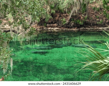 A group of manatee swimming in a clear green pond