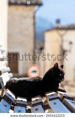 Castel di Ieri, Italy A black cat sits on a bench i the sun