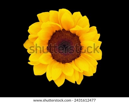 The black background in the picture is a yellow sunflower with many layers of small petals, yellow petals with brown seeds in the middle.