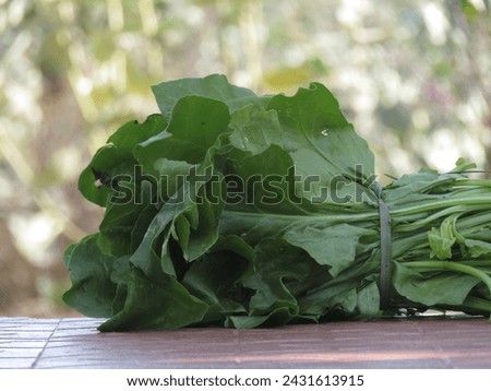 Close up picture of palak leaves .