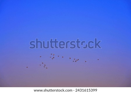 group of birds flying at sunset