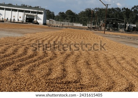 Robusta coffee beans laid out in the open for sun drying in a yard. raw beans, green beans, drying process. natural drying. 