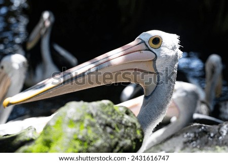 The great white pelican (Pelecanus onocrotalus) aka the eastern white pelican, rosy pelican or white pelican Royalty-Free Stock Photo #2431616747