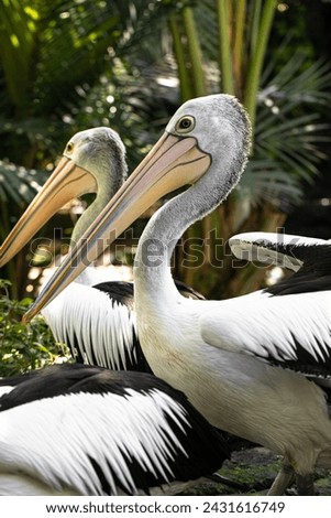 The great white pelican (Pelecanus onocrotalus) aka the eastern white pelican, rosy pelican or white pelican Royalty-Free Stock Photo #2431616749