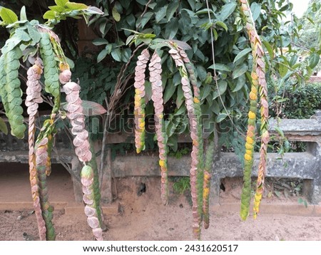 Phyllodium Pulchellum Stock Photos,Images  Pictures Most commonly plant,Phyllodium pulchellum in a panting garden plant,Phyllodium pulchellum is a  Garden  plant tree