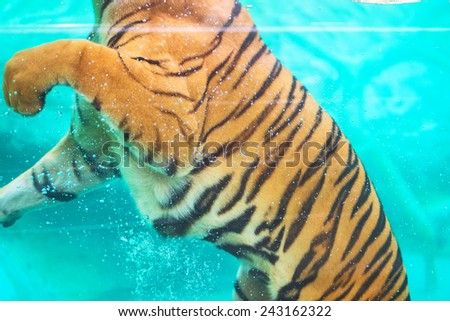 Tiger is swimming in the pool