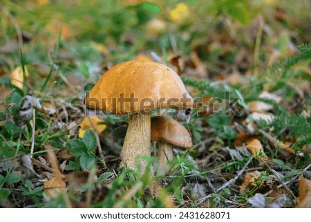 Mushrooms grow in the forest. White mushrooms. Chanterelle. Truffle. Oil. Oyster mushroom (Pleurotus ostreatus). Birch mushroom. Macro close up. Healthy eating and medicine. Postal machine.