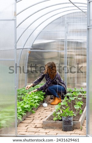 young woman working in a greenhouse tying up a string of tomatoes bushes on a spring morning