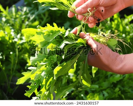 Italian arugula green leaves harvested in garden women. The girl collects bunch useful organic greens. Good harvest Royalty-Free Stock Photo #2431630157