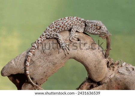 A tokay gecko is preying on a grasshopper. This reptile has the scientific name Gekko gecko.