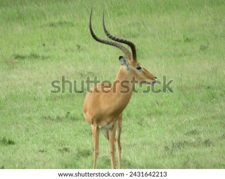 Profile picture of an Impala at Masai Mara National Reserve Kenya