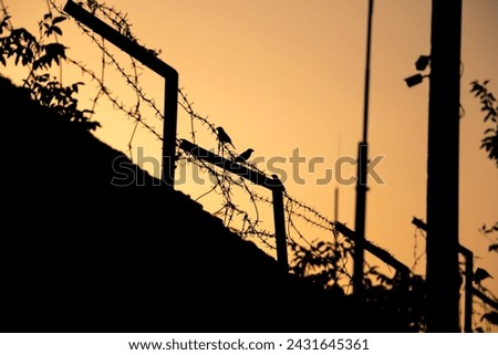 Sparrows on barbed wire, sunset, oppressive atmosphere, silhouettes of birds Royalty-Free Stock Photo #2431645361