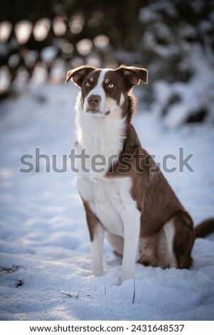 Australian Shepherd Border Collie mixed breed in the snow