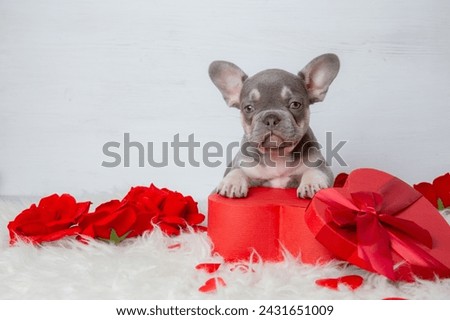 Cute French bulldog puppy with red heart-shaped box on white background, Valentine's Day gift