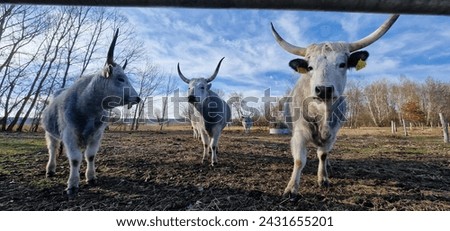 close encounter with Hungarian Grey Steppe breed of beef cattle, group of Podolic cattle 
 characterised by long lyre-shaped horns and a pale grey coat