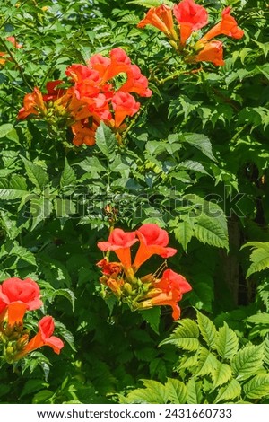 It's photo of the trumpet vine flowers in garden. It's red flower in shadow. It is close up view of pink flower in shadow park.