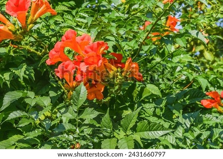 It's photo of trumpet vine flowers in garden. It's red flower in shadow. It is a close up view of pink flower in shadow park.