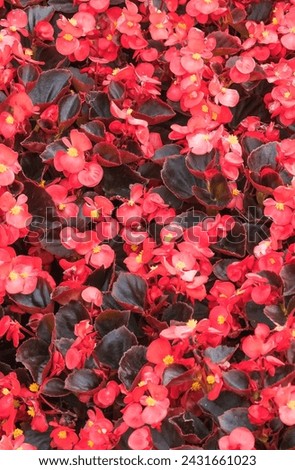 It's a photo of Red Begonia flower (Begonia semperflorens). It is close up view of blooming pink flower in a garden. Its view of begonia flower bed in park. It is flower background.