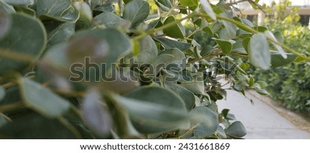 Beautiful nature pictures of green leaves and green grass which are giving pleasure to eyes. These are very beautiful green natural leaves pictures